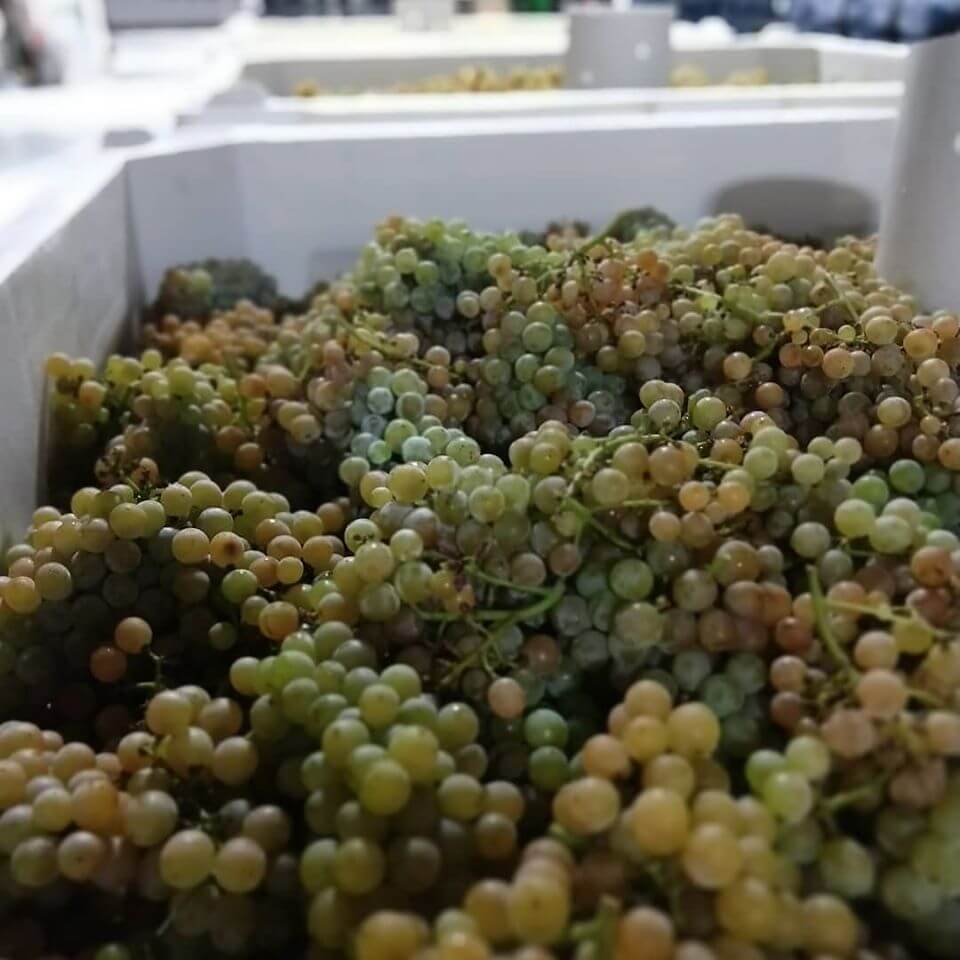 pleb urban winery grapes