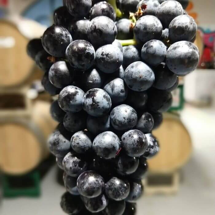 closeup grapes used for wine at pleb urban winery